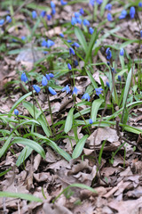 first flowers spring time snowdrop, bluebell