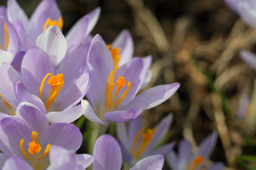 Purple crocus in spring. Blooming crocuses in the clearing. The plant on the saffron. Macro photography flowers on blur background.