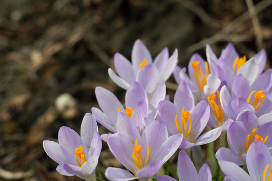 Purple crocus in spring. Blooming crocuses in the clearing. The plant on the saffron. Macro photography flowers on blur background.