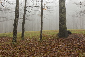 Mystic foggy day in forest