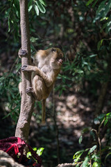 Thief monkey looking for a chance