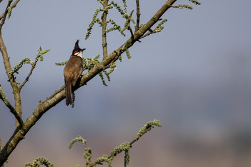 Red whiskered bulbul perching on a branch,Chitwan National Park, Nepal
