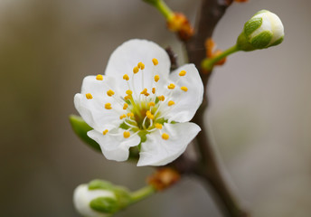 Blossoming branch with flower of plum