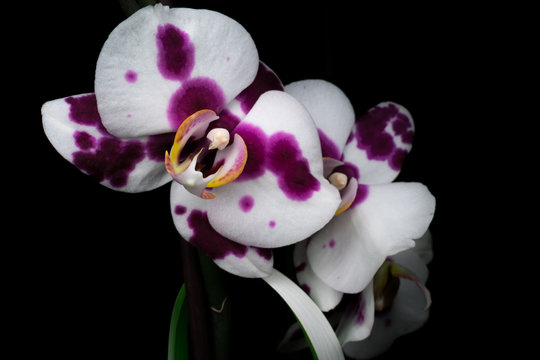 Labellum Color รูปภาพLabellum – เลือกดูภาพถ่ายสต็อก เวกเตอร์ และวิดีโอ1,290 | Adobe Stock