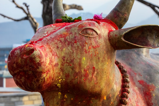 Colored Cow head statue, Bindyabasini Mandir, Pokhara, Nepall