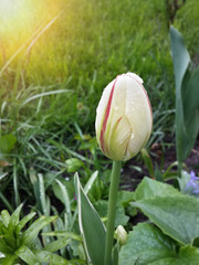 Fototapeta premium Beautiful spring white red tulip in the garden