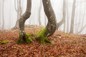 Autumn misty forest with twisted tree trunk in foggy day