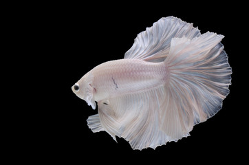 Betta fish,Siamese fighting fish in movement isolated on black background.