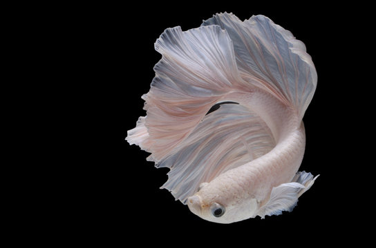 Fototapeta Betta fish,Siamese fighting fish in movement isolated on black background.