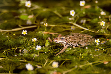 Small green frog on a leaf in puddle