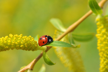 Ladybug on wild yellow flower in spring. Ladybug close-up