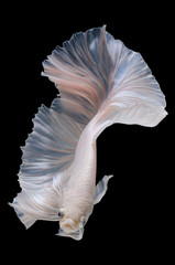 Betta fish,Siamese fighting fish in movement isolated on black background.