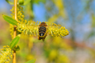 Honey bee collecting nectar on yellow flower, Honey Bee in flight in front of wild flowers