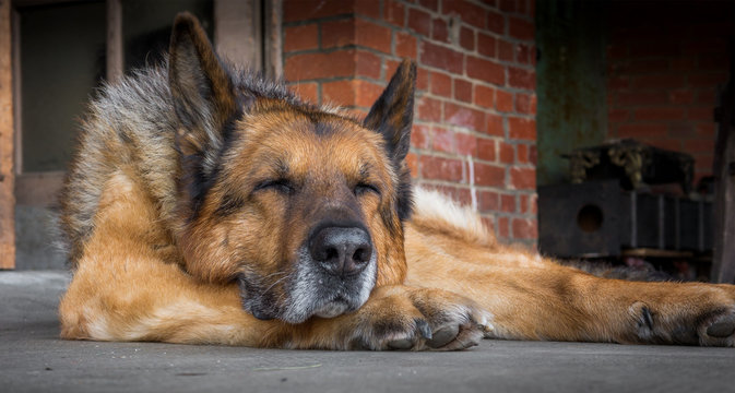 schlafender alter hund, schäferhund