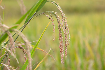 close up of yellow green rice field