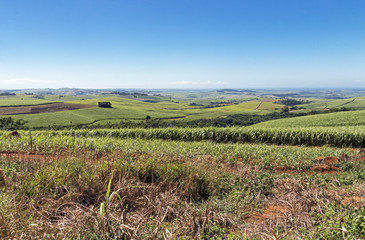 Fototapeta na wymiar Sugar Cane Fields Against Rural Landscape Skyline