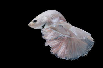Betta fish,Siamese fighting fish in movement isolated on black background.