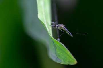 mosquito on green Leave