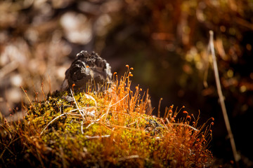 A beautiful closeup of a moss in early spring