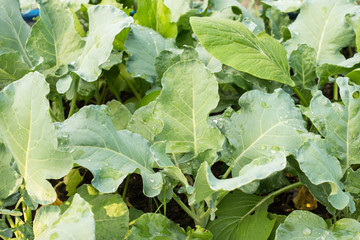 Green Chinese kale (Brassica alboglabra) in vegetable garden, Thailand.