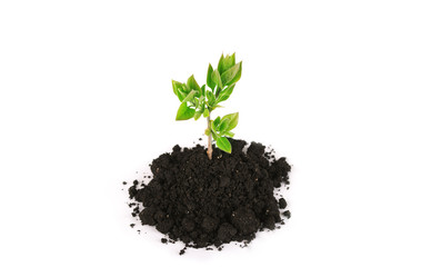 Plant tree growing seedling in soil isolated on white background