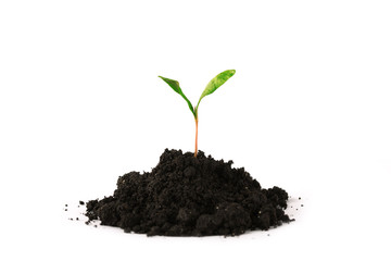 Plant tree growing seedling in soil isolated on white background