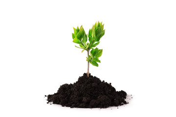 Plant tree growing seedling in soil isolated on white background