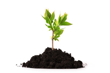 Plant tree growing seedling in soil isolated on white background - 141608989