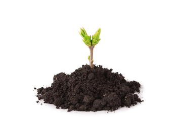 Plant tree growing seedling in soil isolated on white background