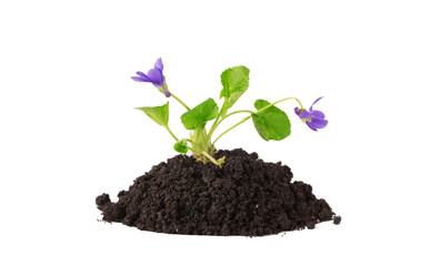 Plant tree growing seedling in soil isolated on white background