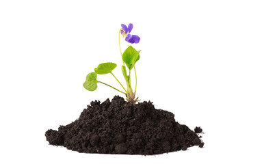 Plant tree growing seedling in soil isolated on white background