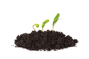 Plant tree growing seedling in soil isolated on white background