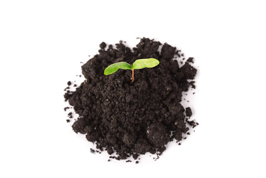 Plant tree growing seedling in soil isolated on white background