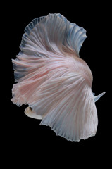 Betta fish,Siamese fighting fish in movement isolated on black background.