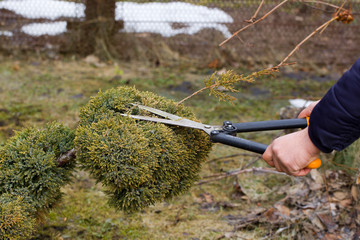 Pruning juniper with scissors.