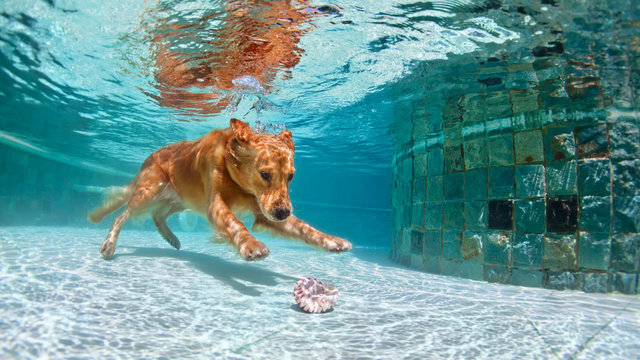 Underwater funny photo of golden labrador retriever puppy in swimming pool play with fun - jumping, diving deep down. Actions, training games with family pets and popular dog breeds on summer vacation