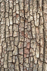 Old Wood Tree Texture Background Pattern