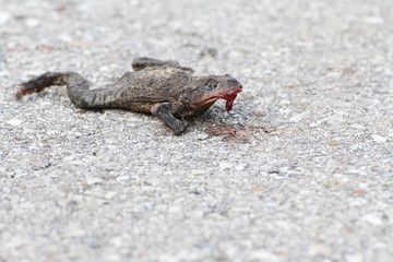 Tod auf der Straße