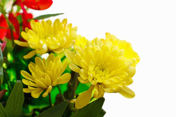 Fototapeta premium bouquet of beautiful colorful flowers, chrysanthemum isolated