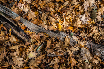 Leaves and branch