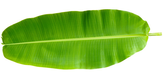 Fresh Banana Leaf Isolated with clipping path - 141610369