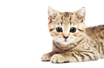 Portrait of a attractive kitten, closeup, isolated on white background