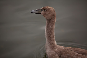 Beautiful wild swan swims on  river