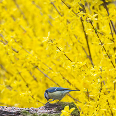 Tit, Blue mansion in winter eating seeds and fat in a garden