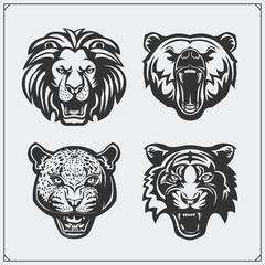 Illustrations of wild animals. Bear, lion, leopard and tiger.