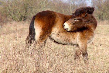 Wild Horse has itching in March