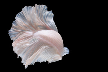 Betta fish,Siamese fighting fish in movement isolated on black background.