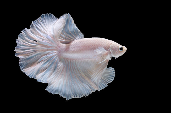 Fototapeta Betta fish,Siamese fighting fish in movement isolated on black background.