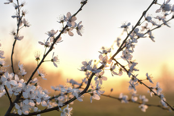 Prunus au soleil levant