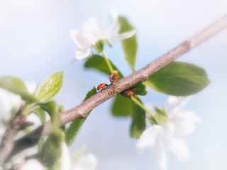 Spring white flowers cherry blooming single branch and insect ladybug in center of the image and blue sky in the background